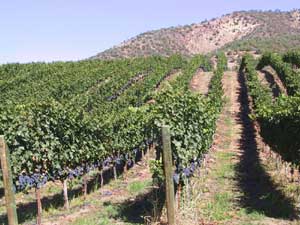 The varying terrain and climate in Oregon makes Zinfandel hard to grow.